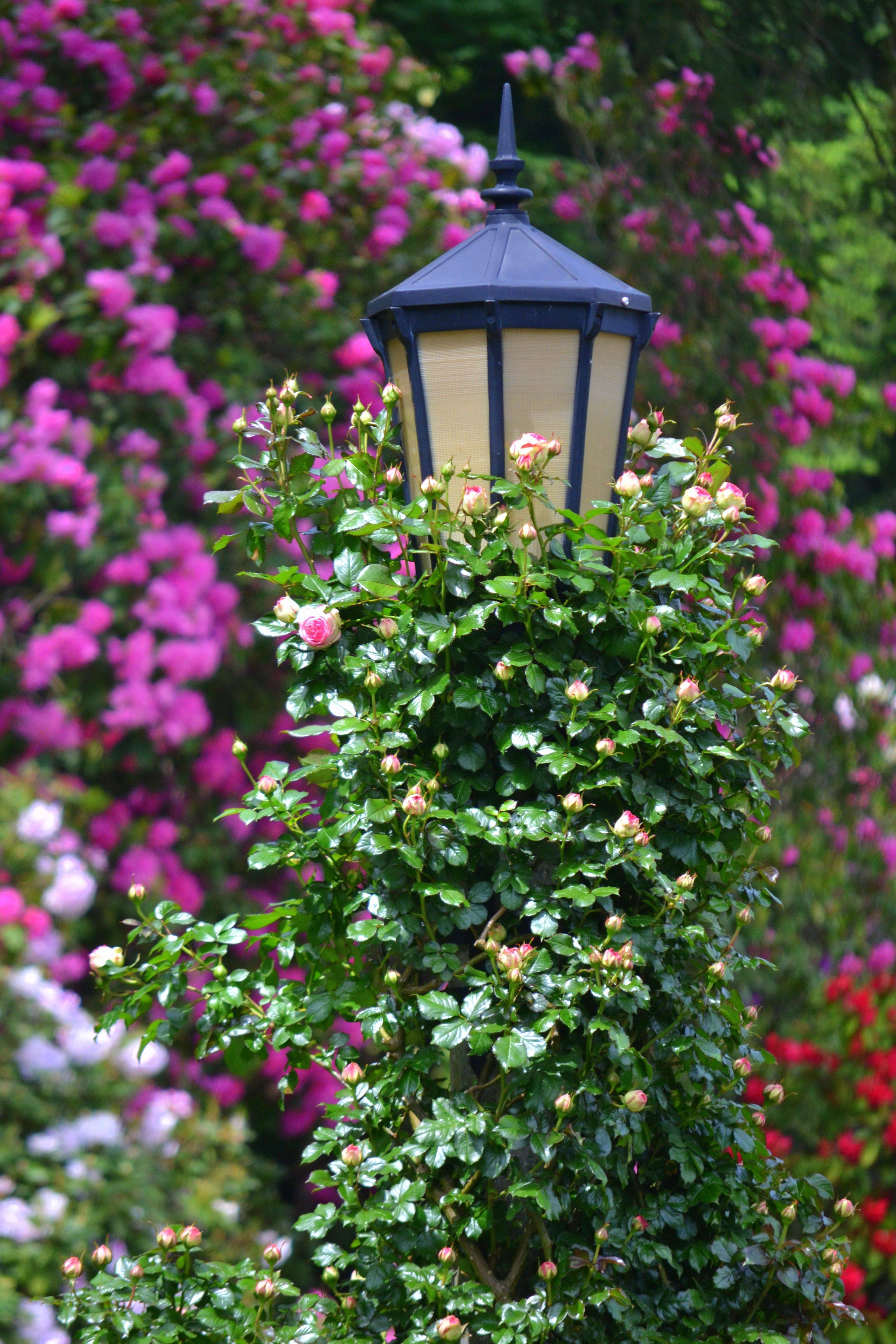 Secret Garden Rose Bush