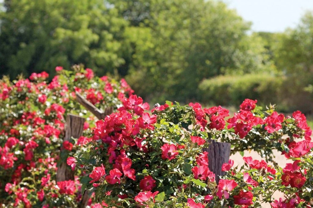 Backyard Rose Garden Backyard
