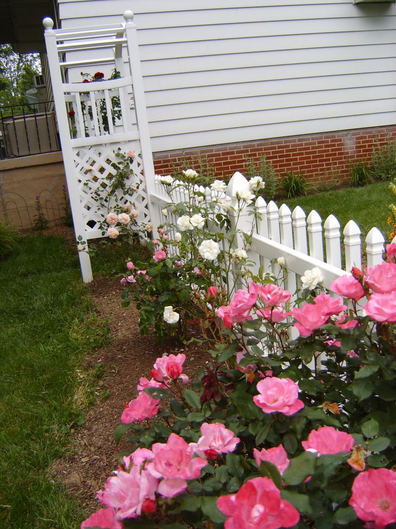 Classic Climbing Rose Supports