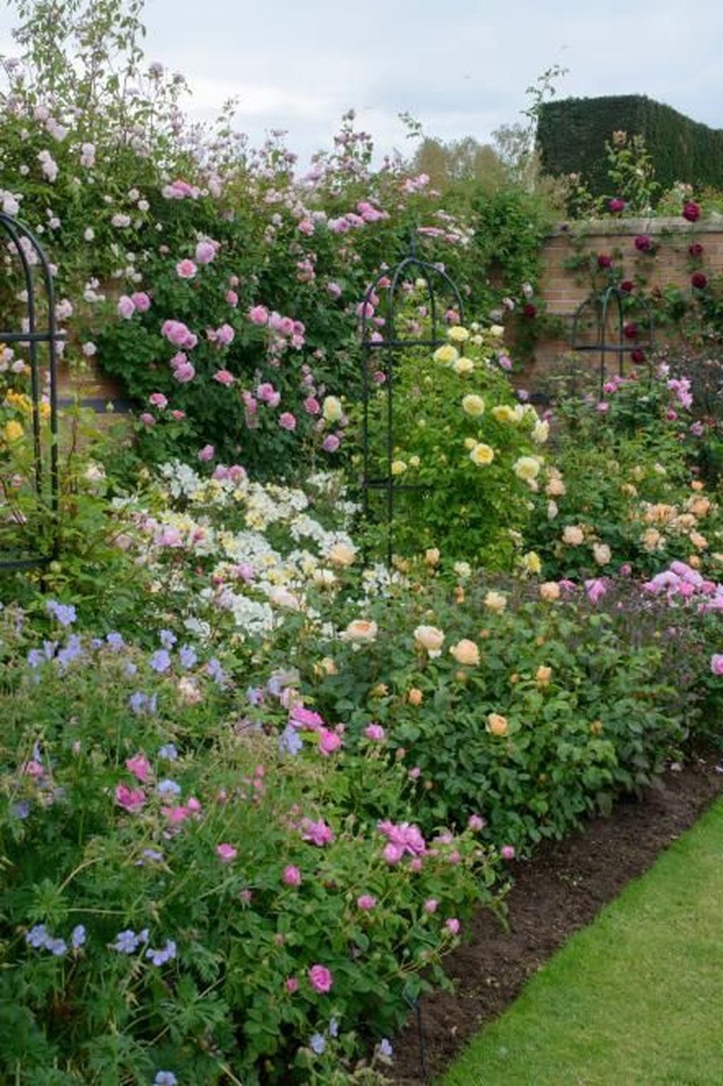 Growing Climbing Roses