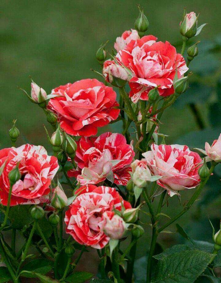 Fragrant Roses