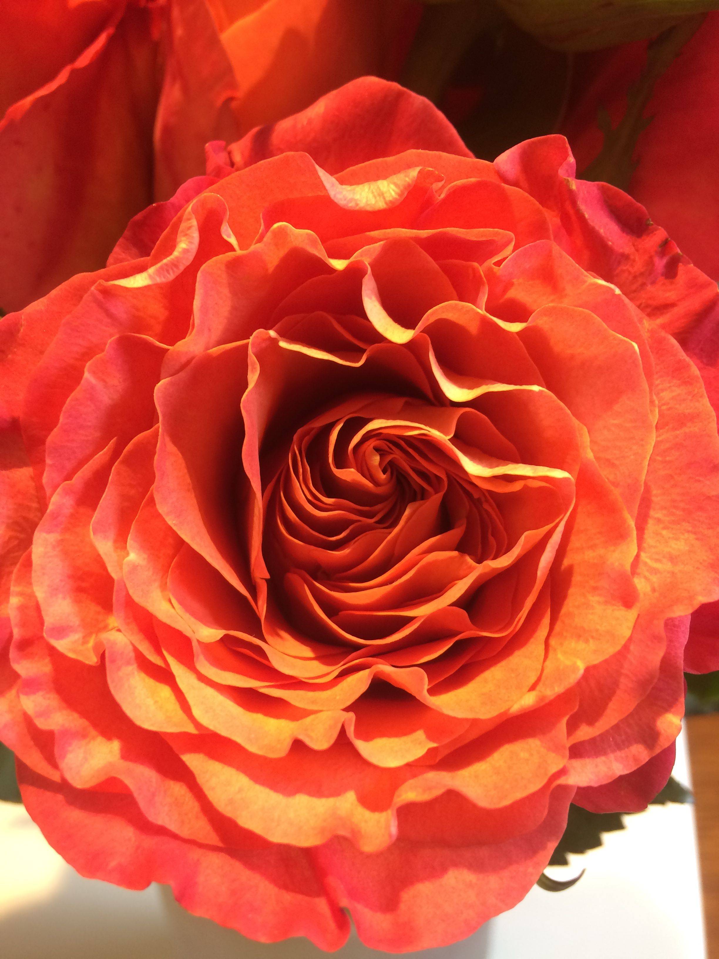 Shrub Roses Best Landscaping Ideas