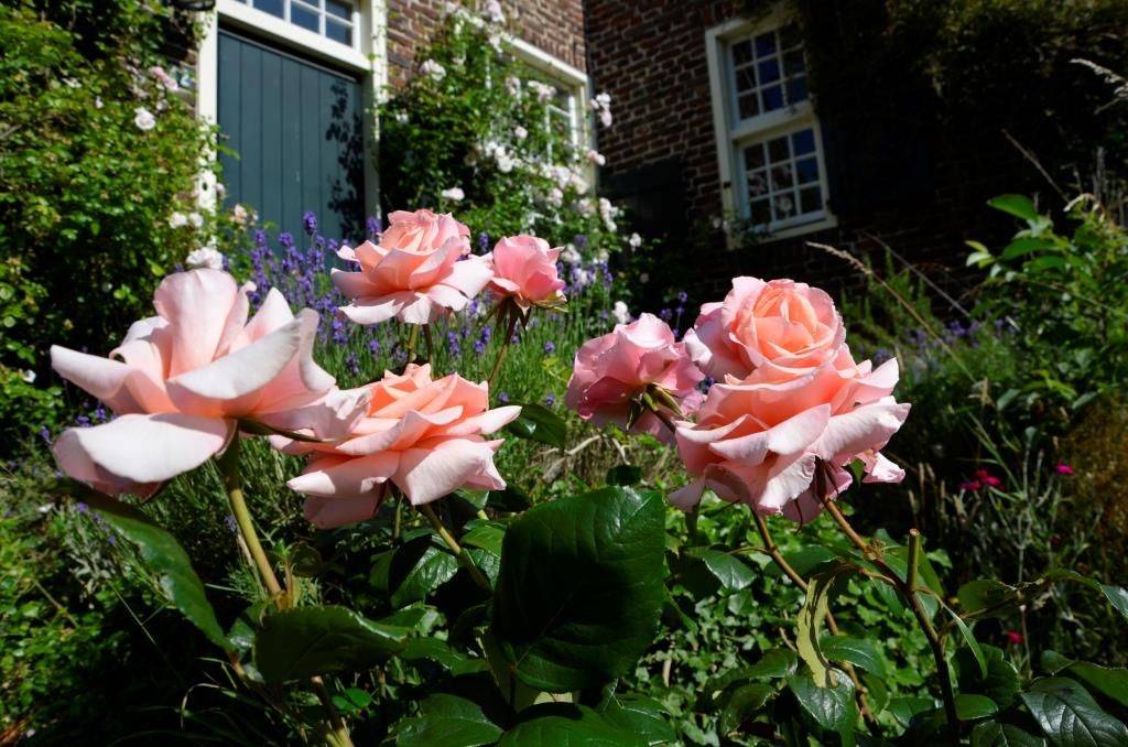 Climbing Roses