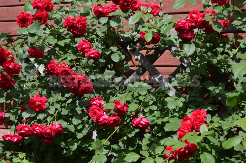 Climbing Roses