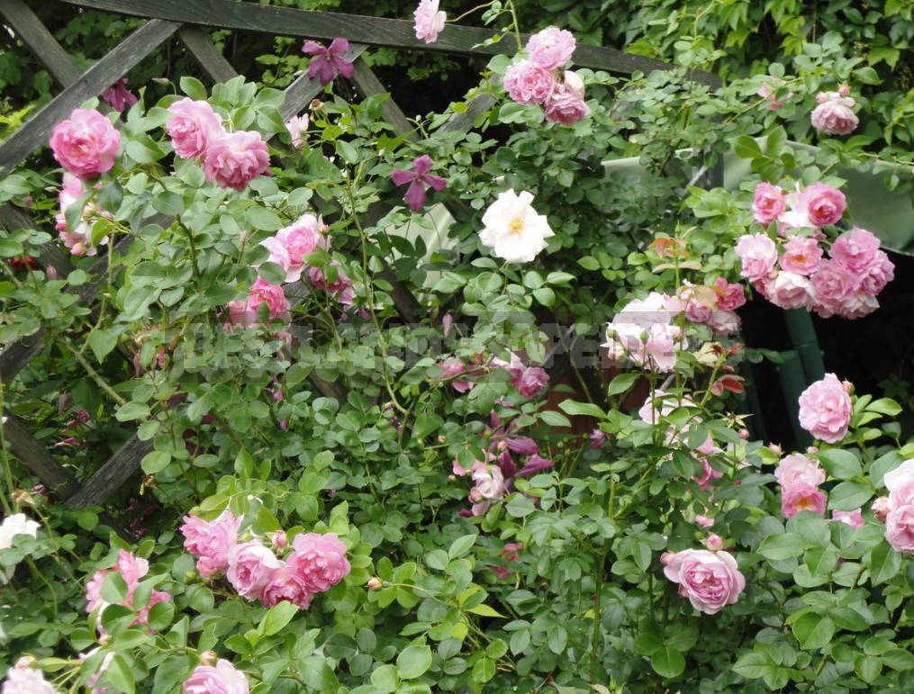 Climbing Roses