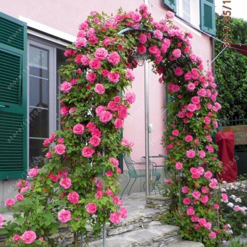 Climbing Roses