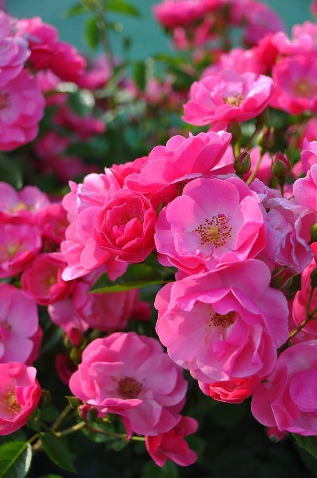 Our Favorite Climbing Roses