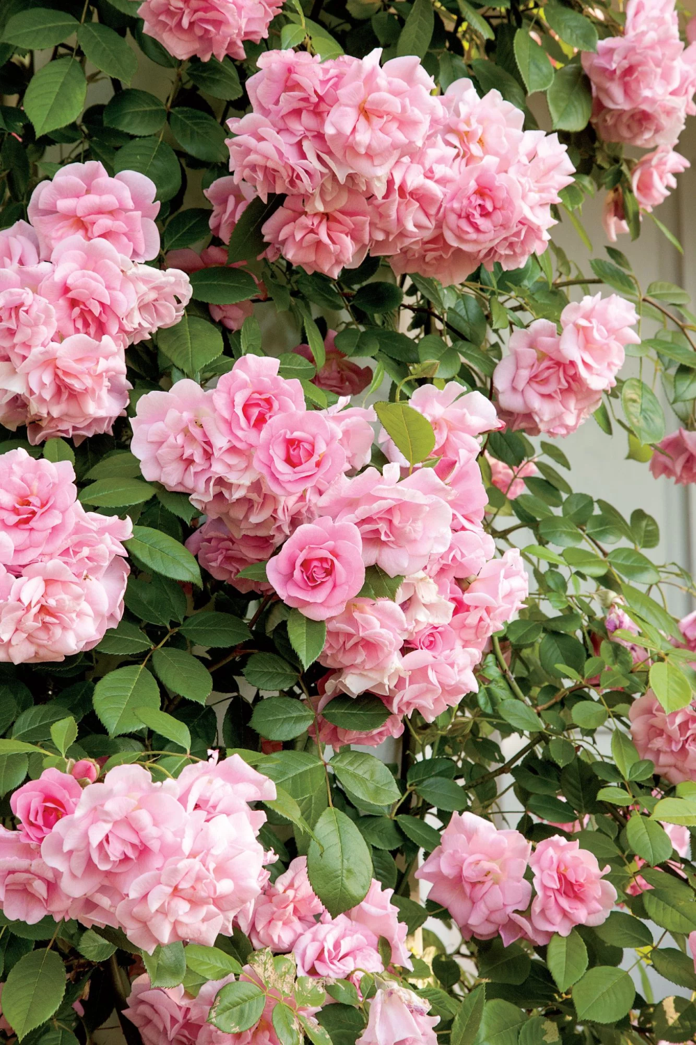 Flora Rose Varieties