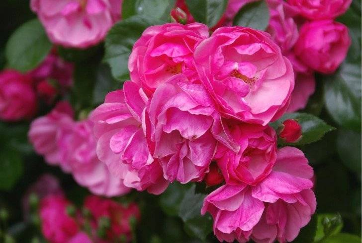 Rose Garden Color Combinations Beautiful Flowers