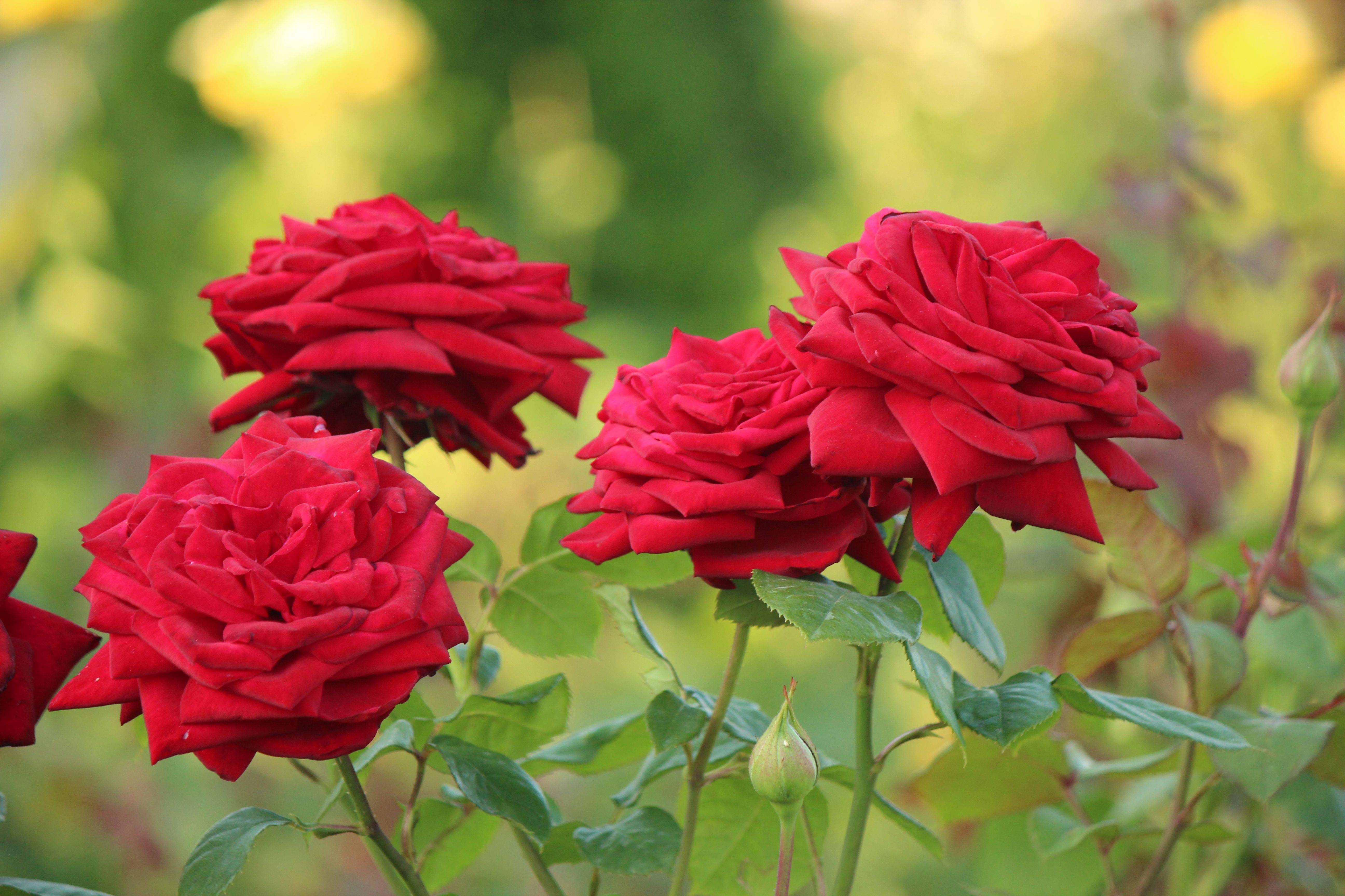 Sunset Garden Rose