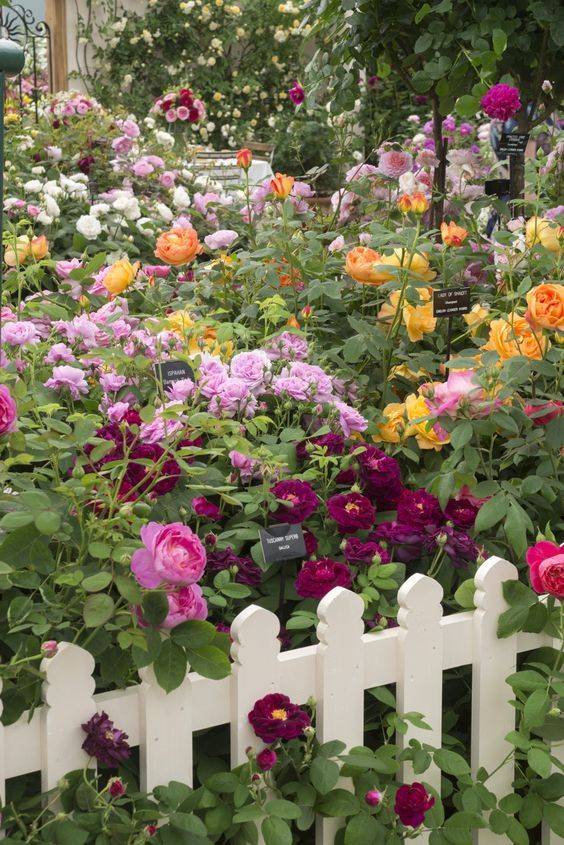 House Beautiful Rose Garden Landscape