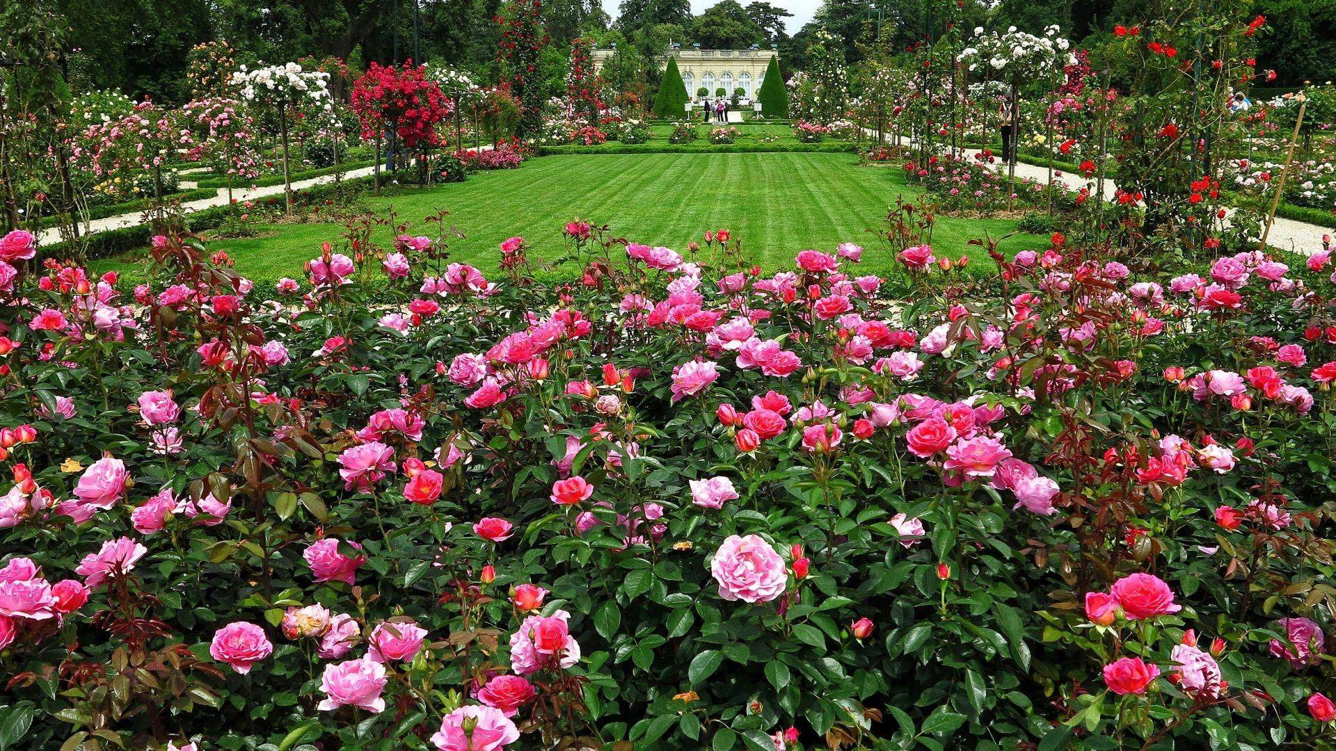 Small Rose Garden Design Ideas