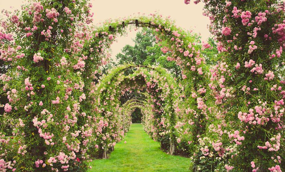 Gorgeous Rose Garden Ideas Photo Inspiration Garden Tabs