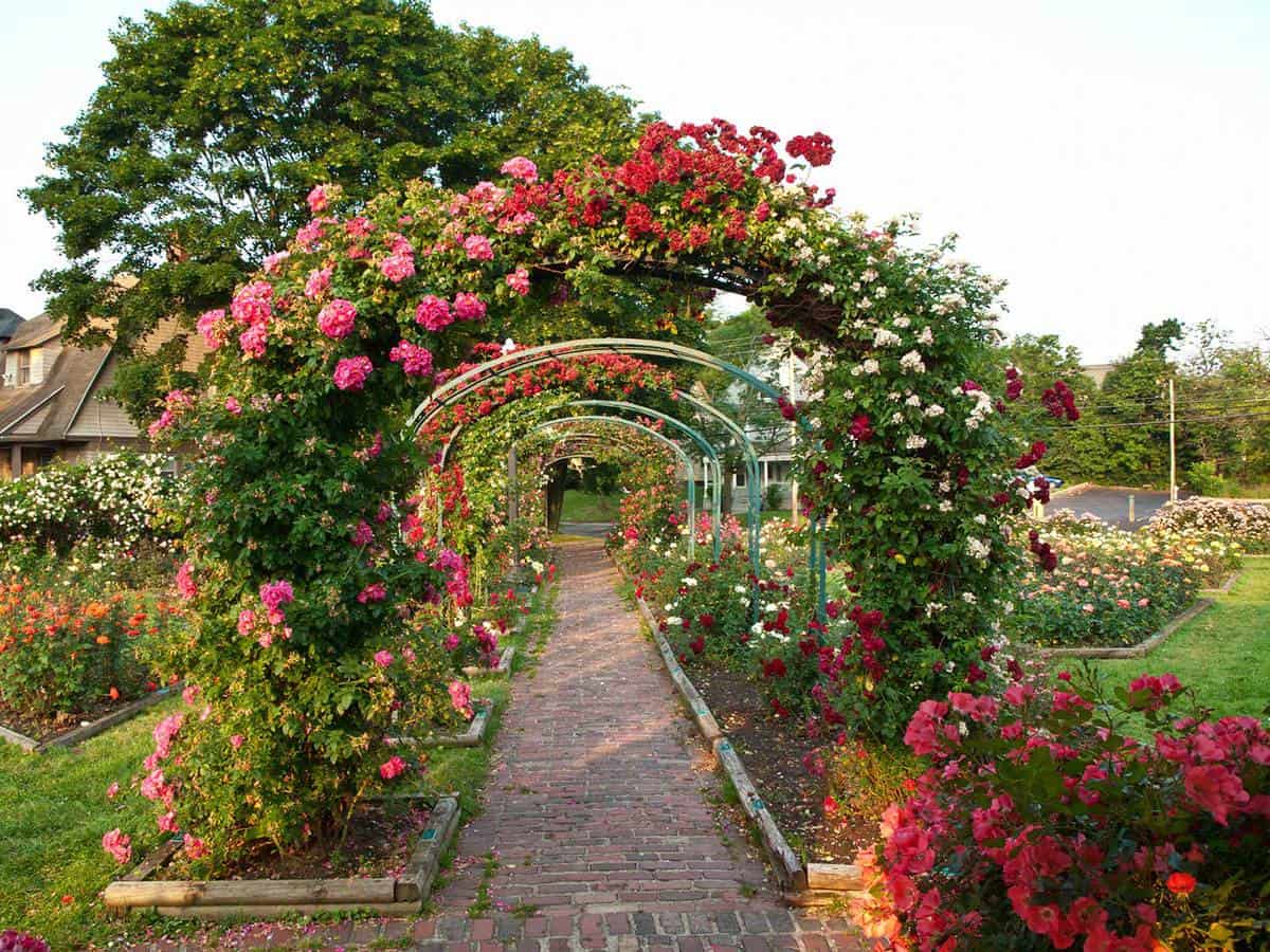 Rose Garden Wallpaper Wallpapersafari