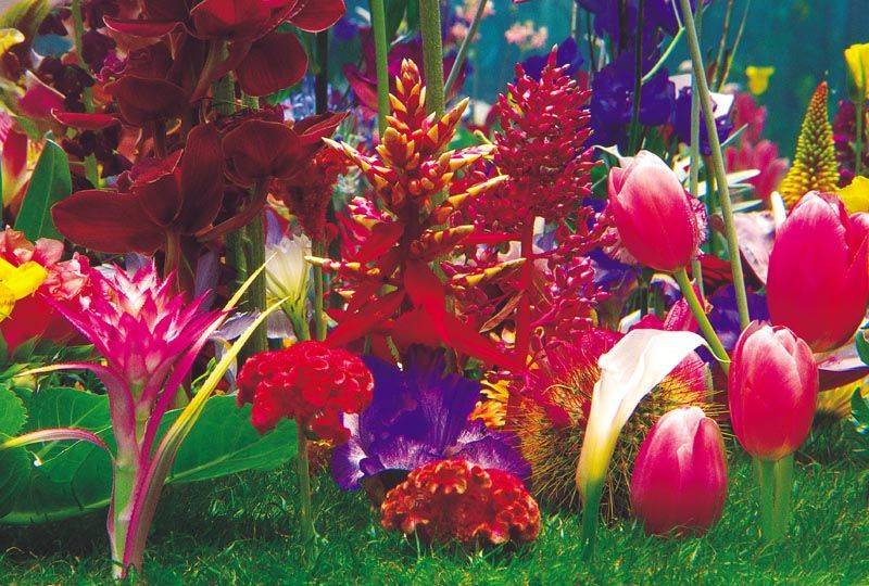 Marc Quinn Winter Garden Portfolio