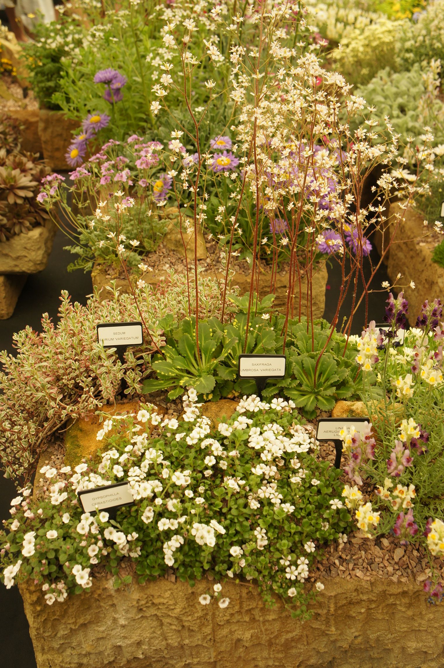 Chelsea Flower Show Garden Categories