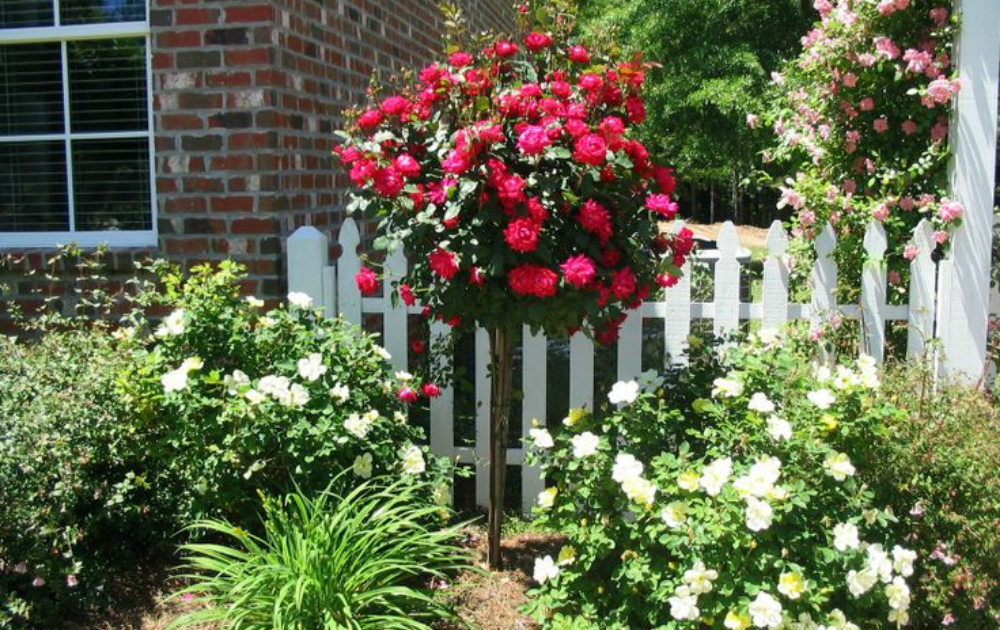 Awesome Garden Rose Flower Ideas