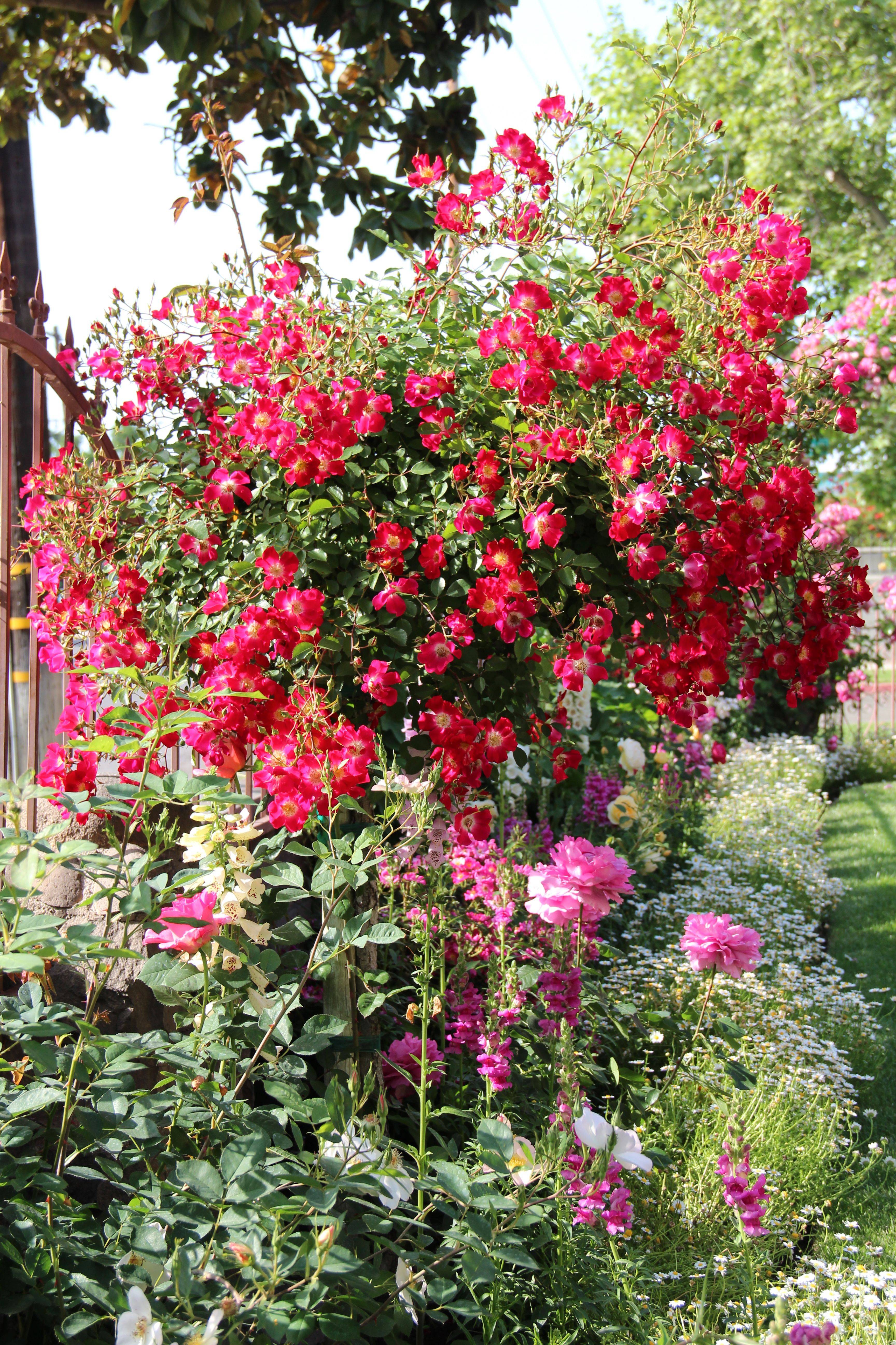 Best Knock Out Rose Combinations Images