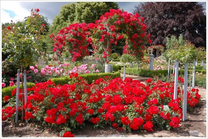 Attractive Beautiful Rose Gardens Photos