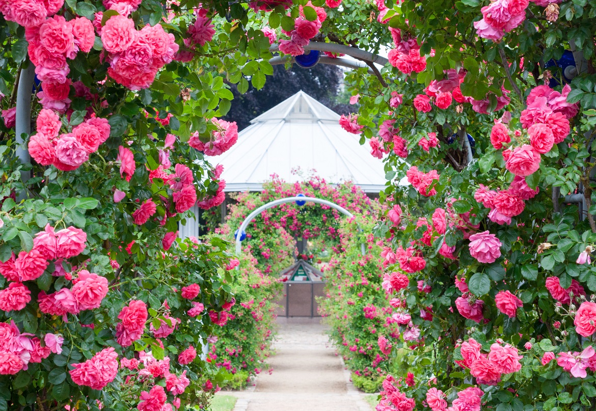 Rainbow Rose Garden Hgtv