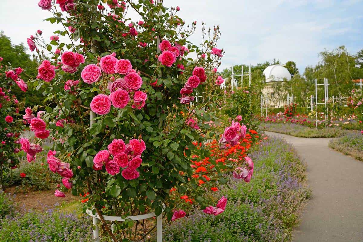 Red Rose Flower Garden Wallpaperhttprefreshroseblogspotcom