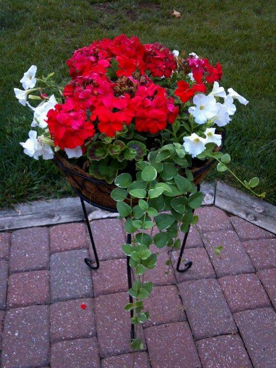 Red Perennials That Bloom