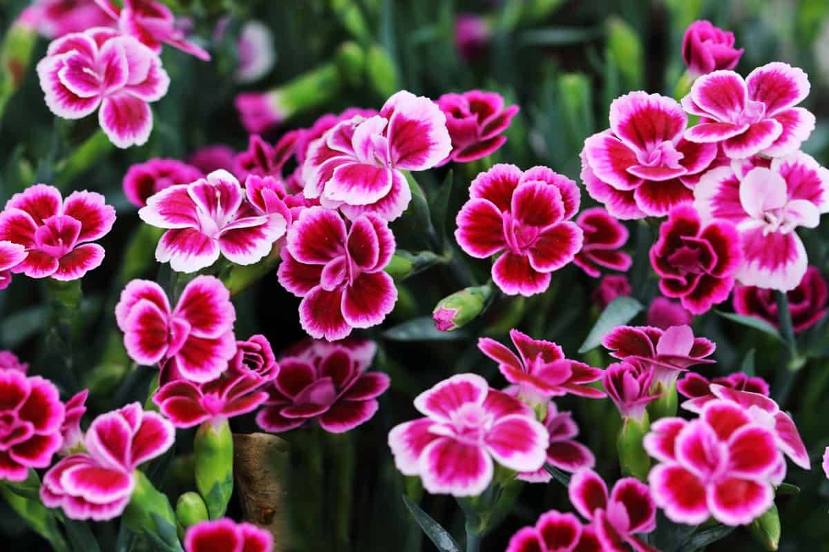 Most Beautiful Container Garden Combination Ideas You Will Love