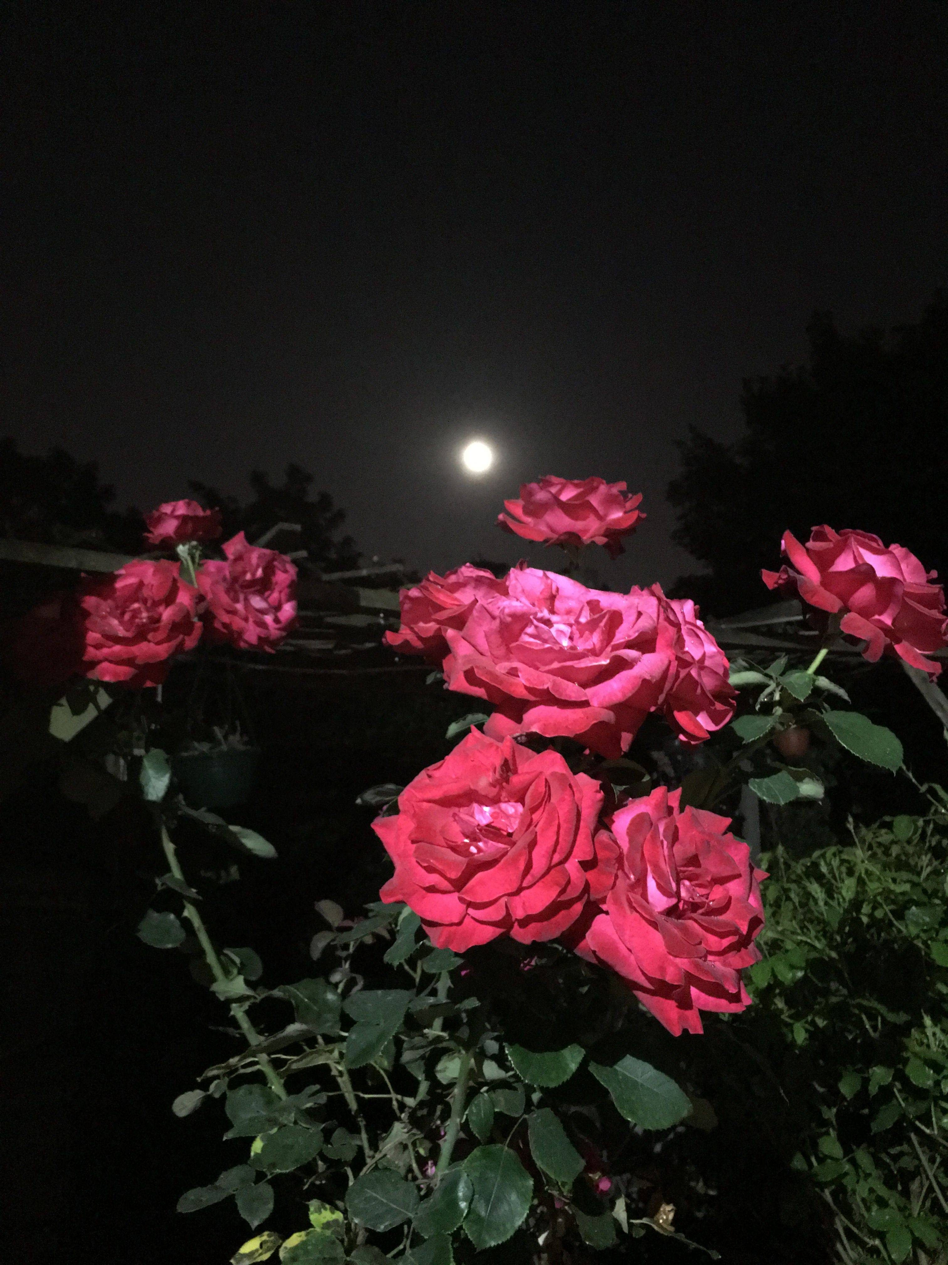 Cool The Sweetest Purple Rose Garden Ideas Httpsgardenmagzcom
