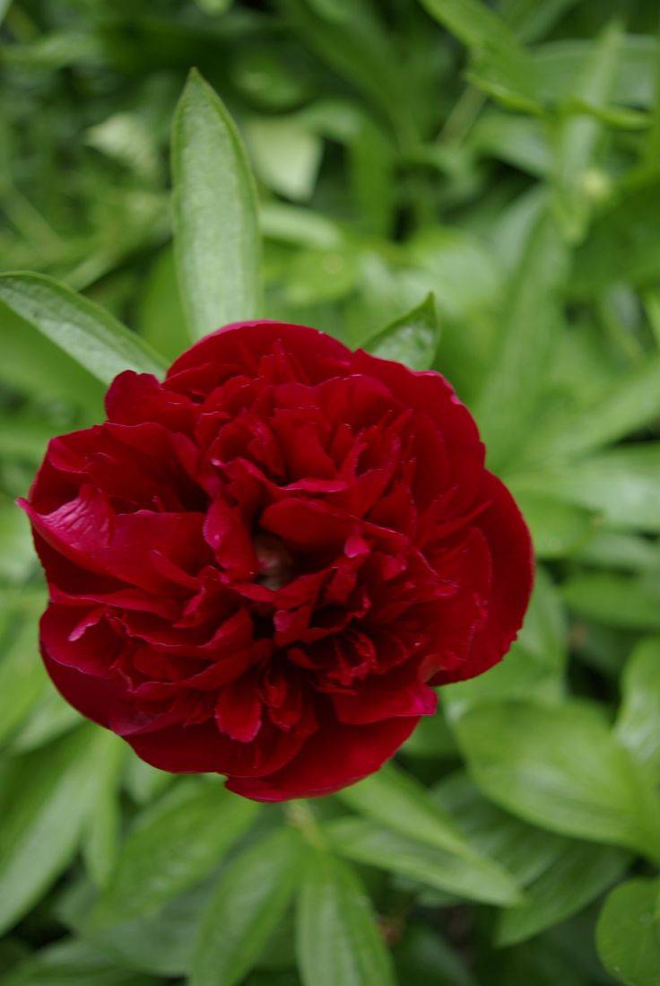 Dark Pink Garden Roses