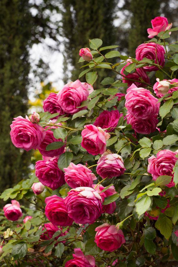 The New Millennial Rose Garden