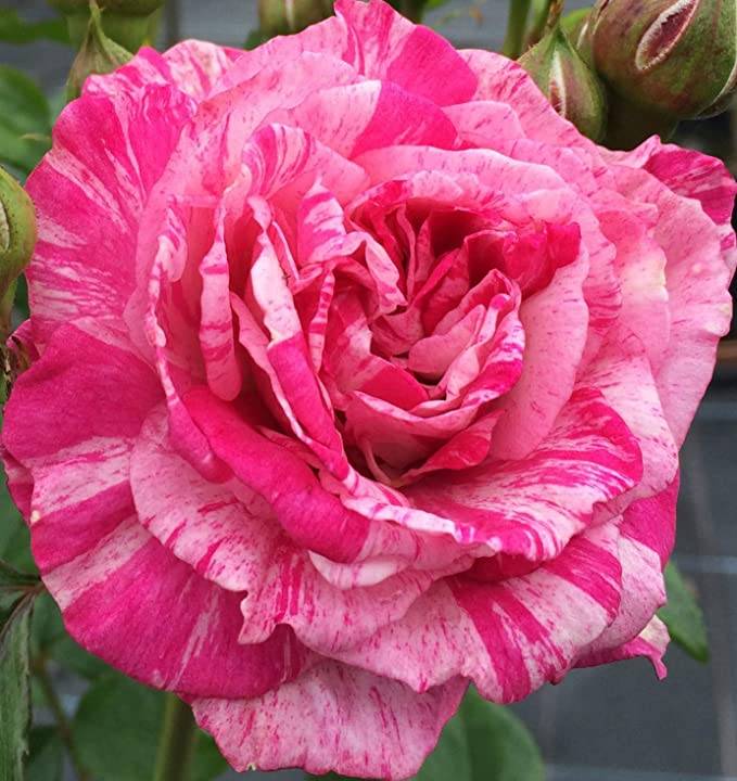 Floribunda Rose