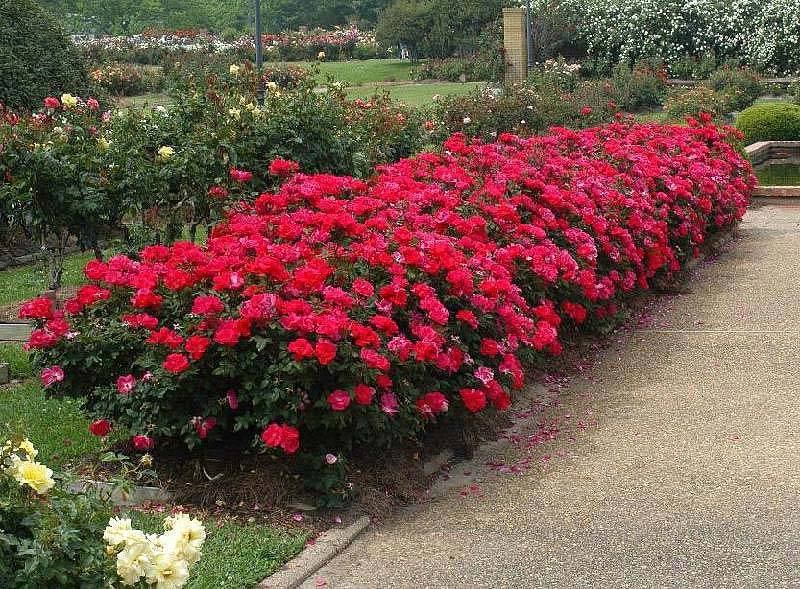 Floribunda Rose