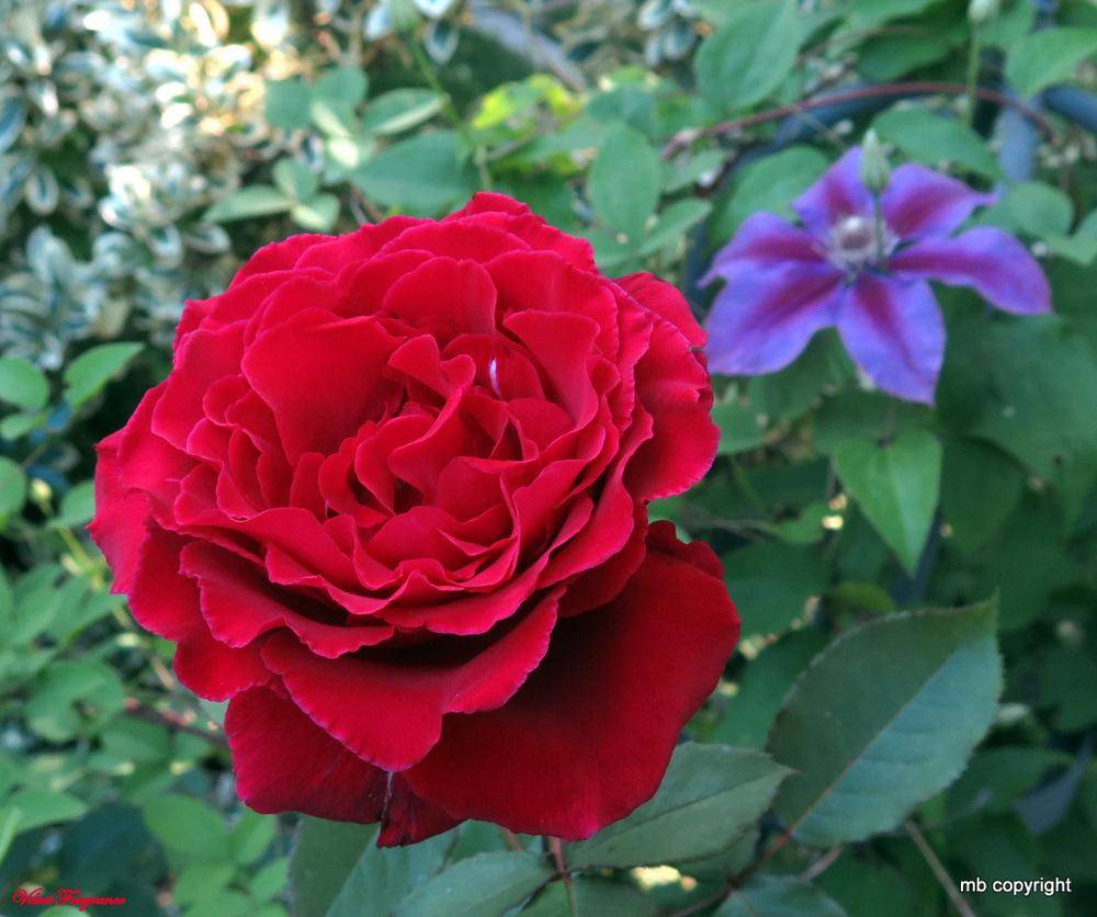The Roses Database Gardenorg