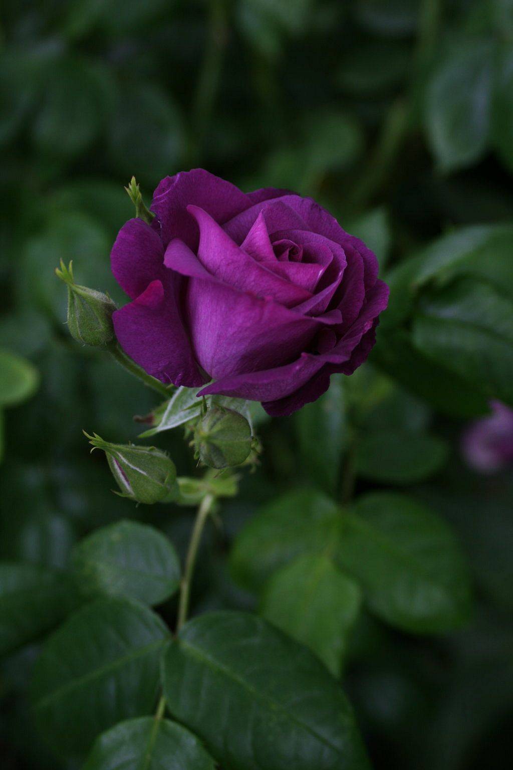 The Roses Database Gardenorg