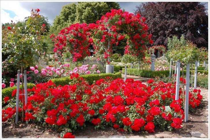 Gorgeous Rose Garden Ideas Photo Inspiration Garden Tabs