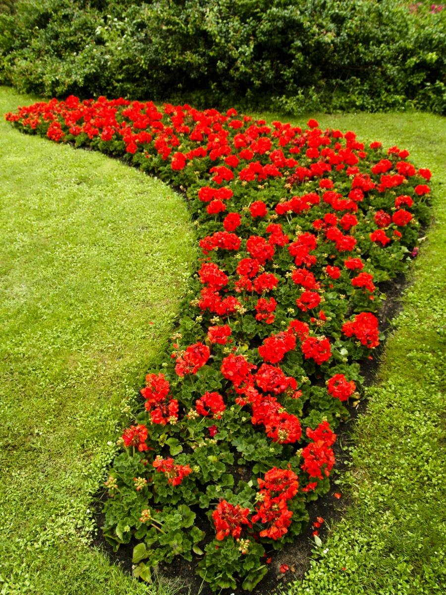 Fresh And Beautiful Summer Container Garden Flowers Ideas