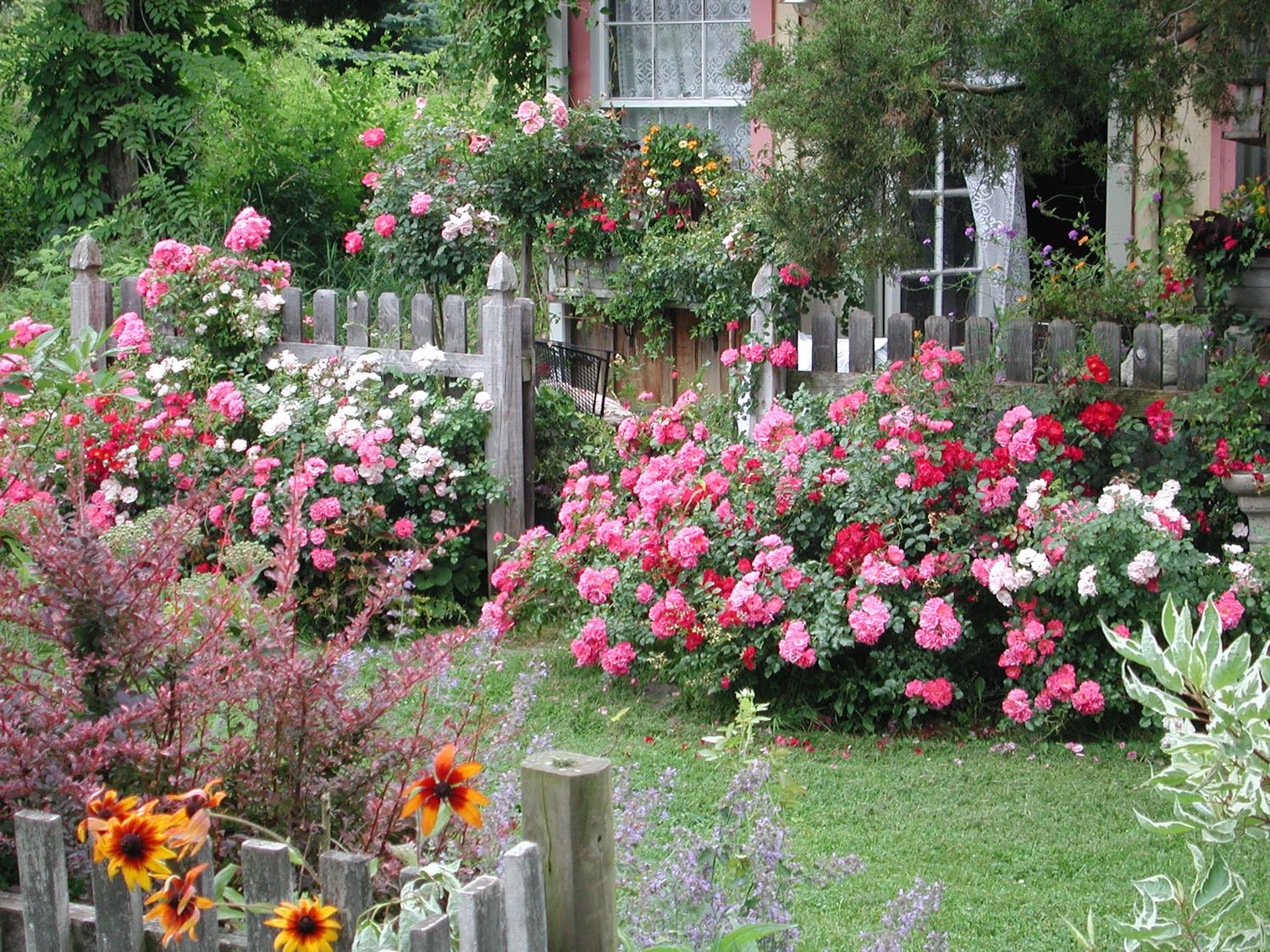 Our Top Pink Flowers