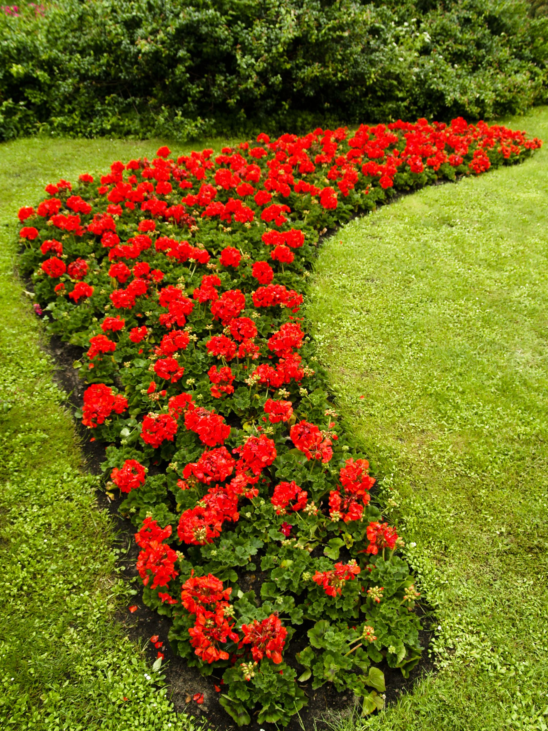 Redflowergardens Red Rose Garden