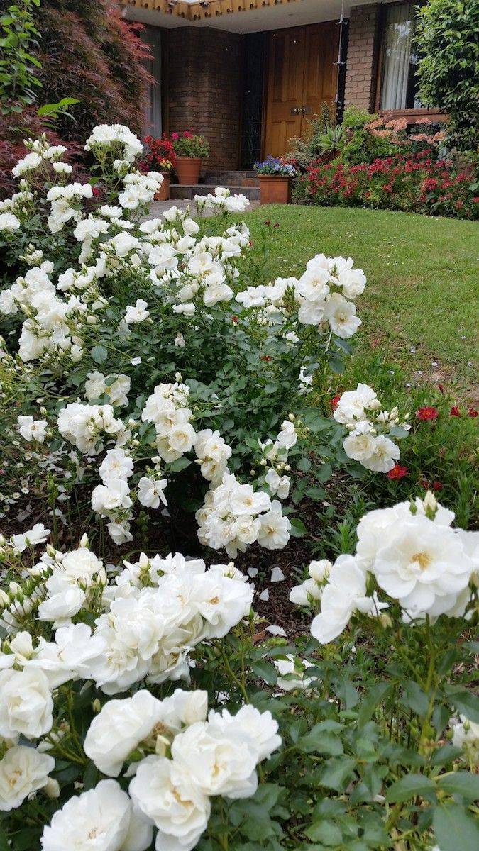 Backyard Flower Garden Pink Decoration