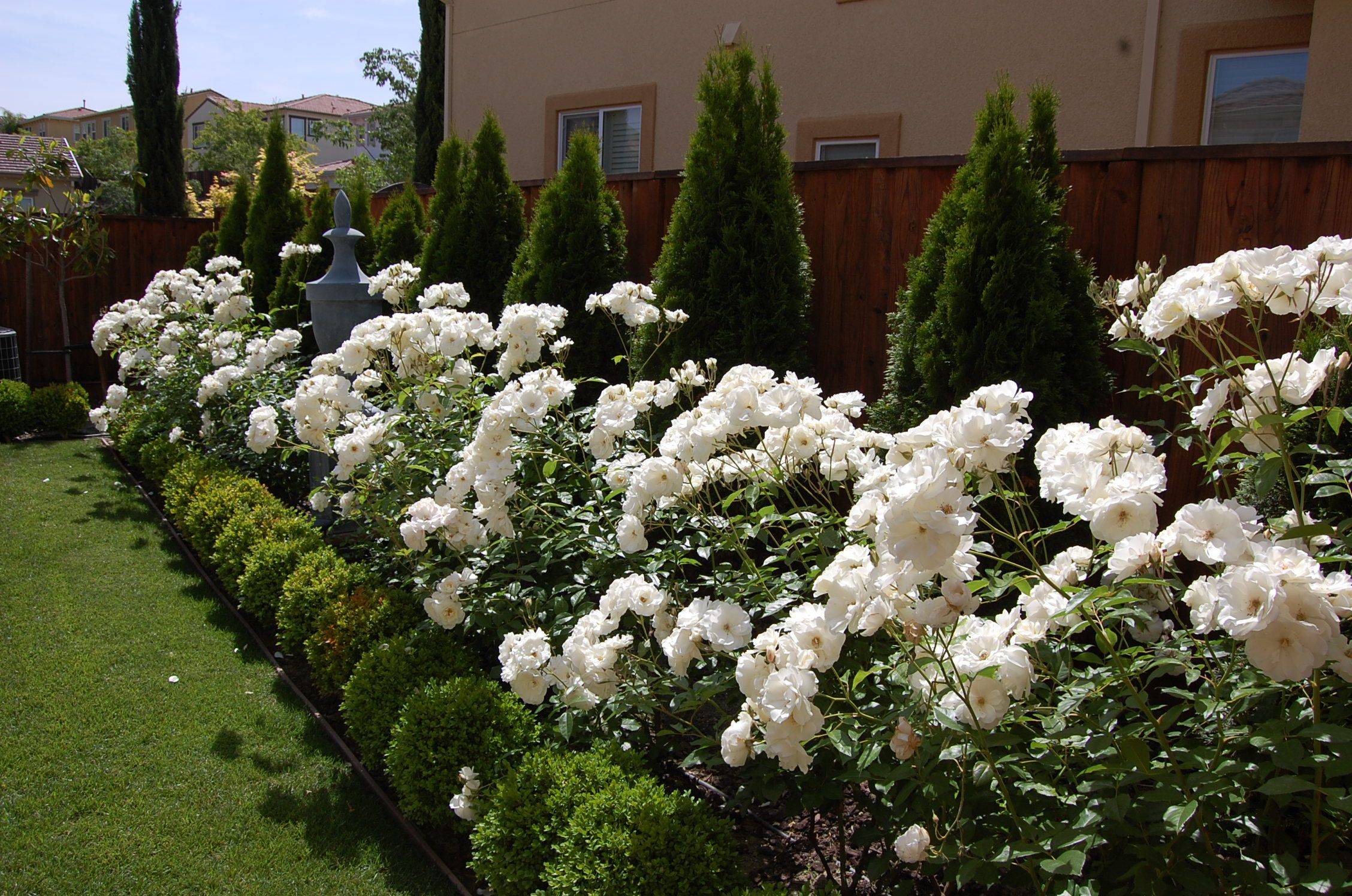 My Garden Rose Garden Design