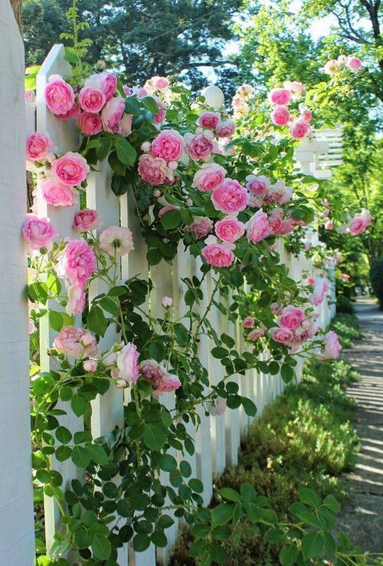 Rose Garden Design