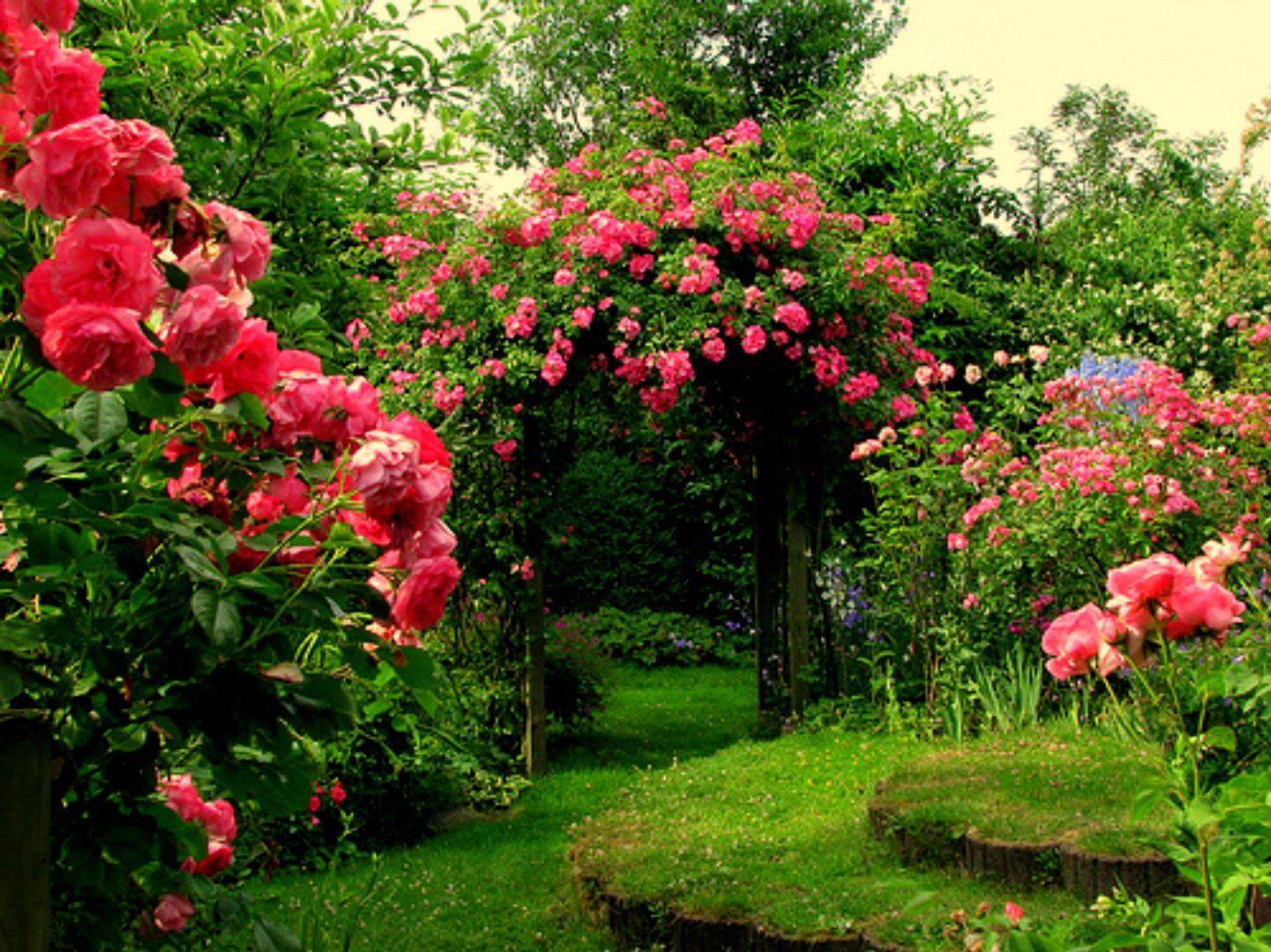 Gorgeous Rose Garden Ideas Photo Inspiration Garden Tabs