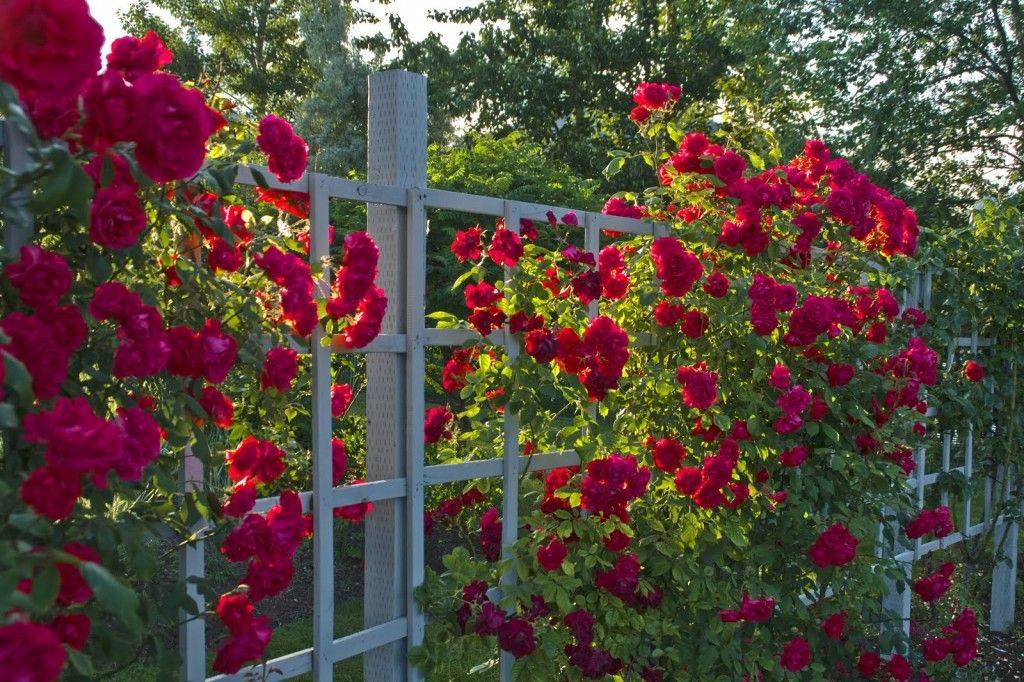 Amazing Backyard Rose Garden Ideas
