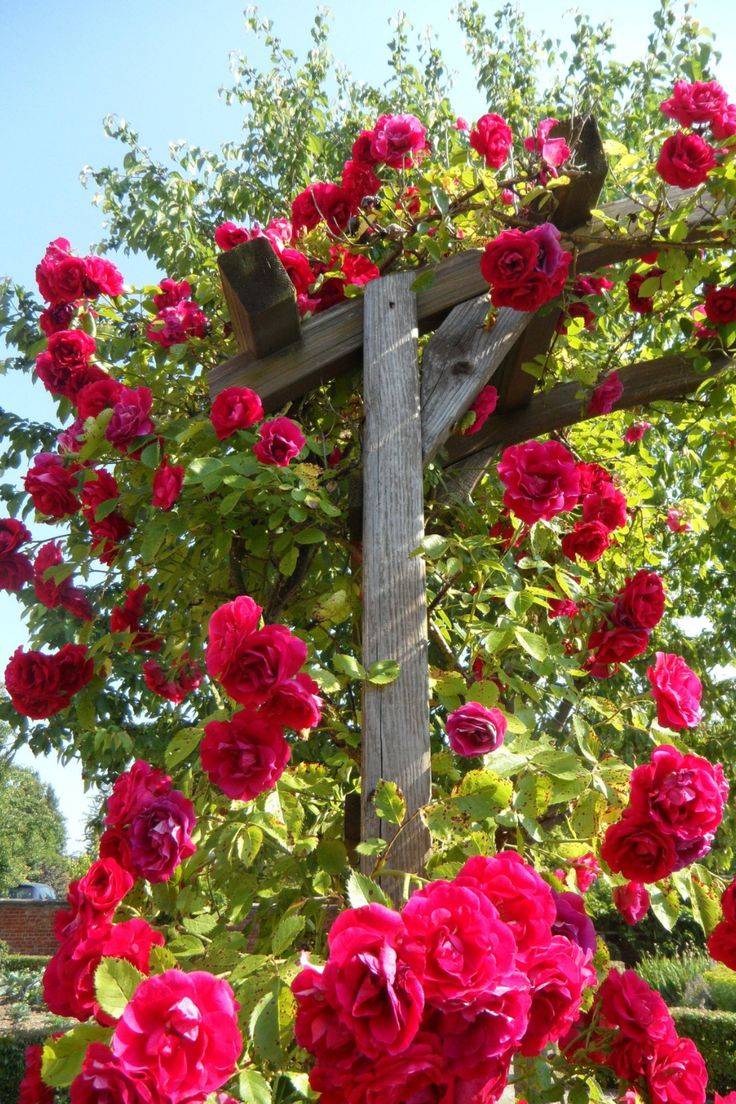 Amazing Backyard Rose Garden Ideas