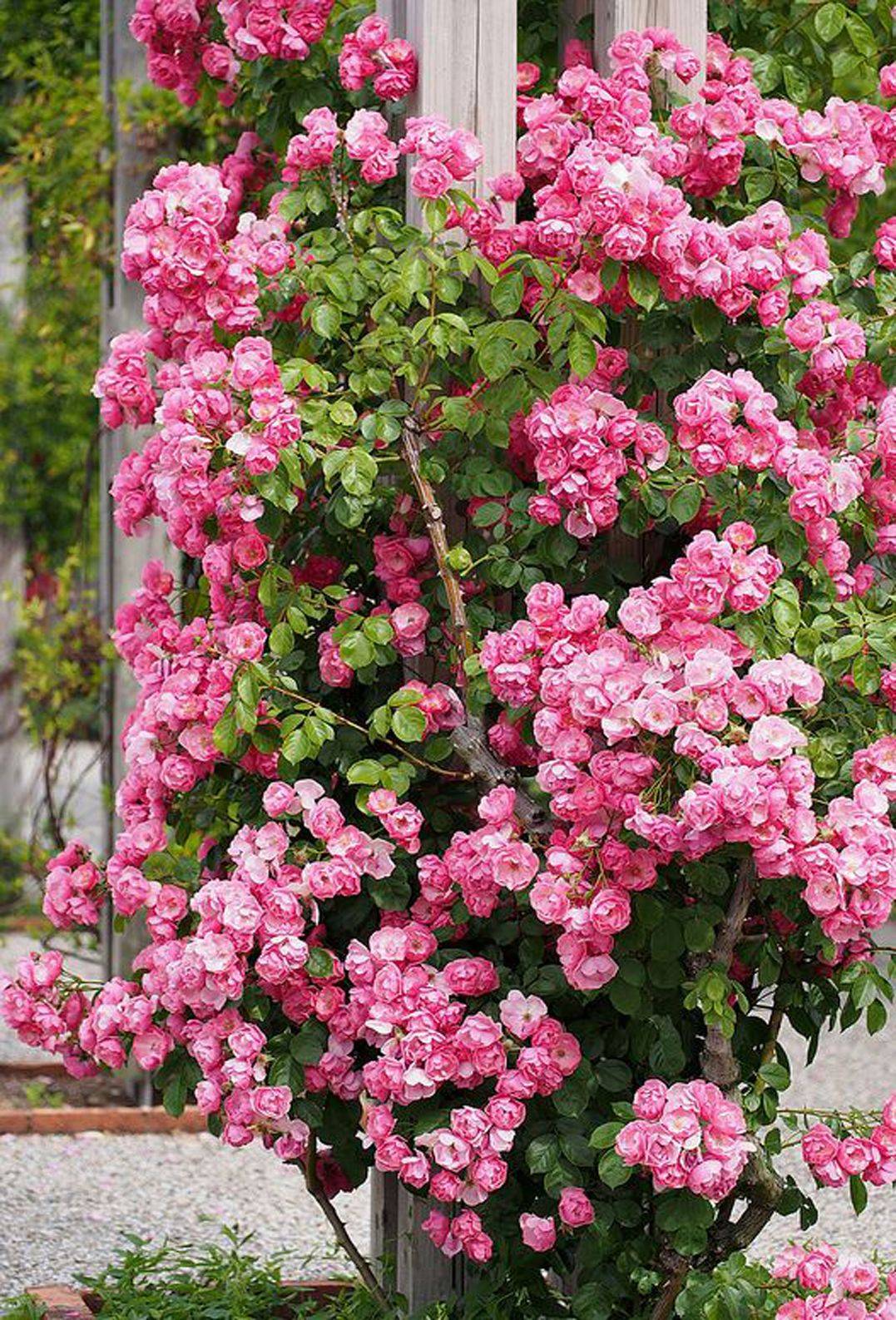 Lovely Pink Rose Gardening Ideas Backyard