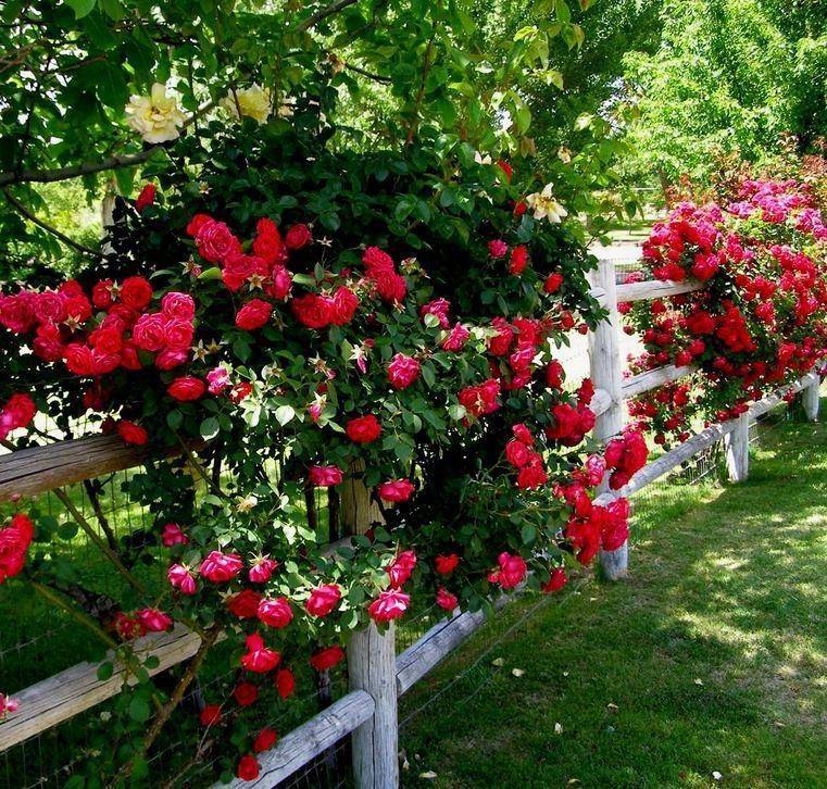 Beautiful Rose Flower Garden Ideas Rose Garden Landscape