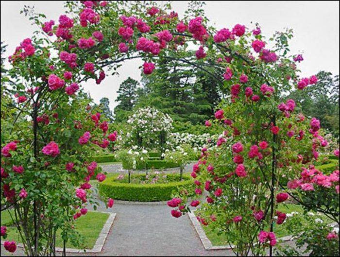Awesome Garden Rose Flower Ideas