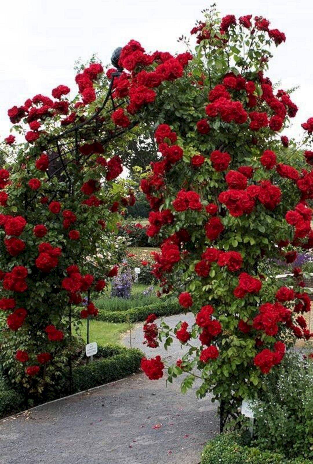 Rainbow Rose Garden Hgtv