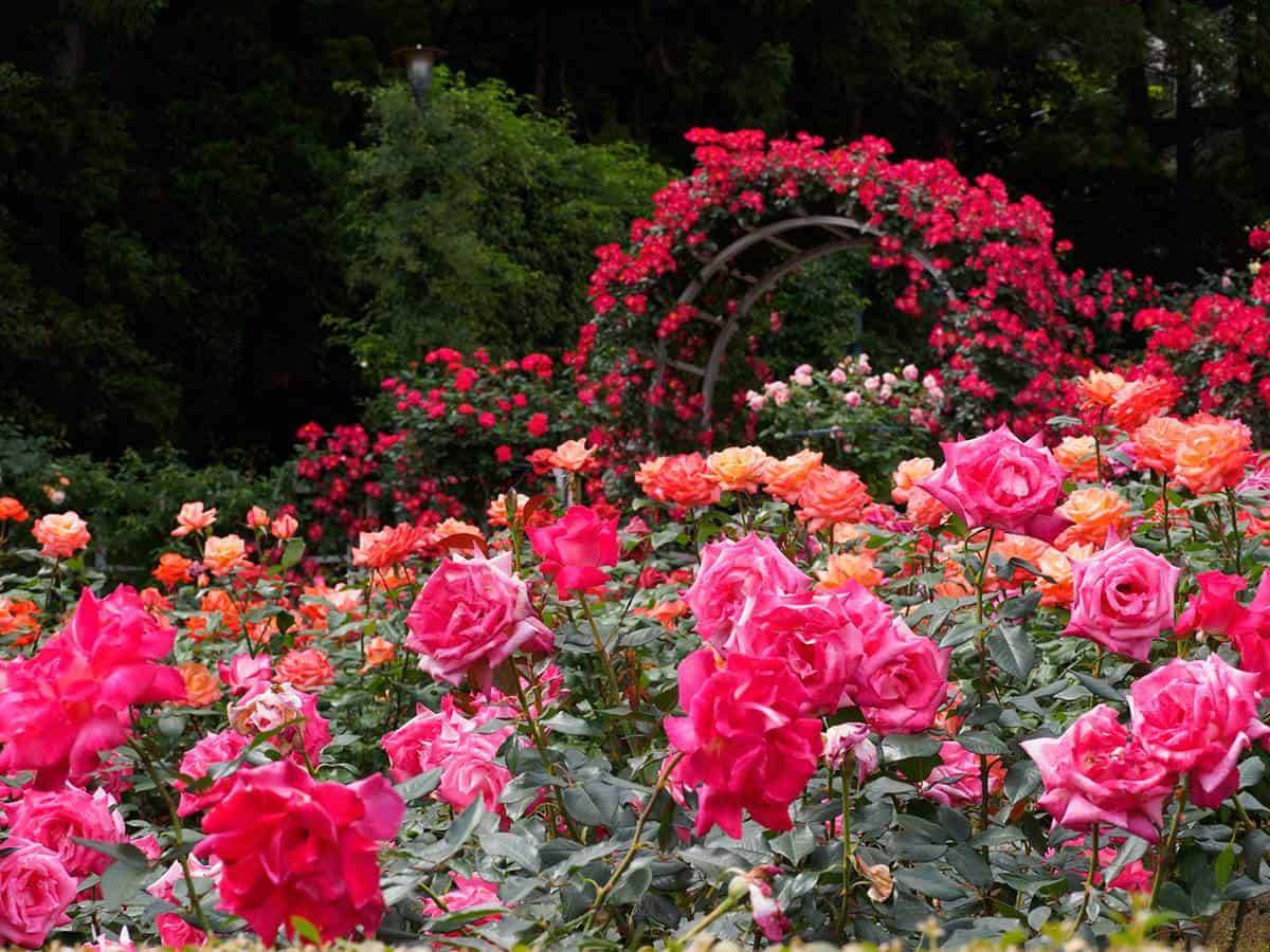 The Charming And Romantic Beauty