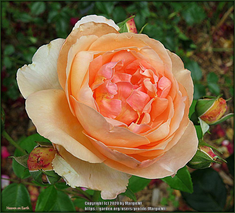 Our Garden Flowers Rose Peonies